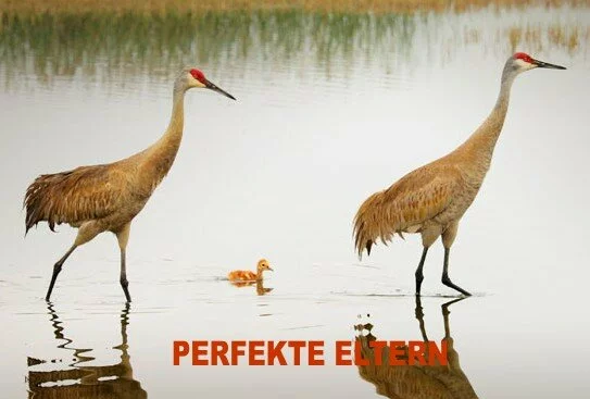 PERFEKTE ELTERN